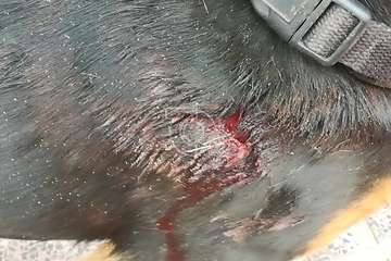 Incidente entre dos perros en Picachos (Foto TA)